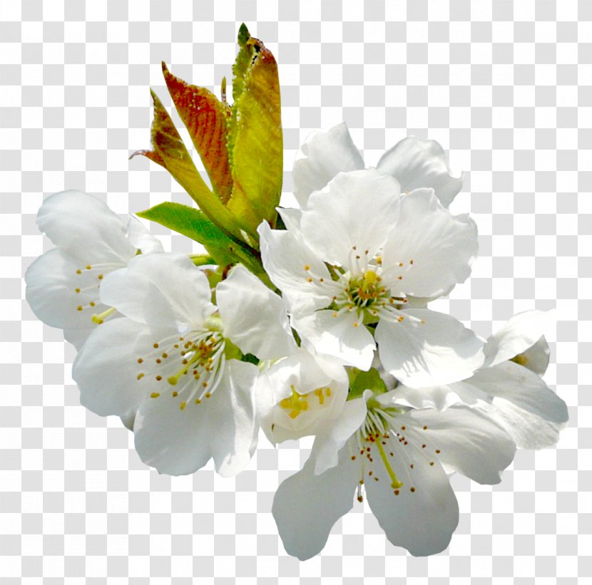 Flower Fruit Tree Pollination - Cut Flowers - Spring Transparent PNG