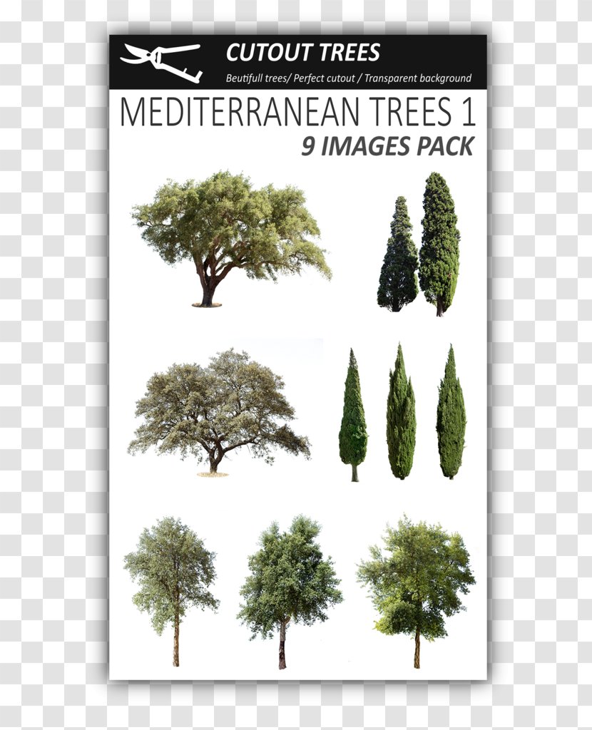 Fir Mediterranean Cypress Evergreen Tree Pine Transparent PNG
