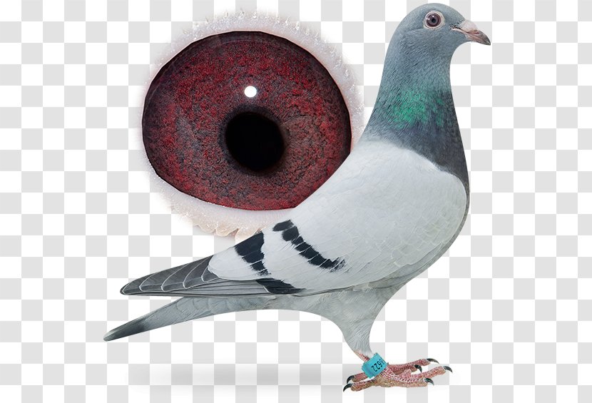 Columbidae Domestic Pigeon Bird Release Dove Racing - Dangling Ring Transparent PNG