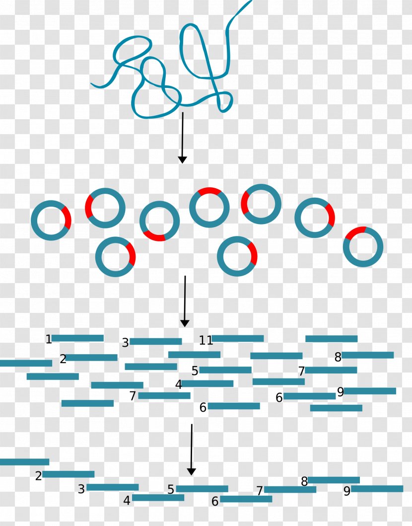 Molecular Cloning DNA Biology Clip Art - Genetics - Dna Molecules Transparent PNG