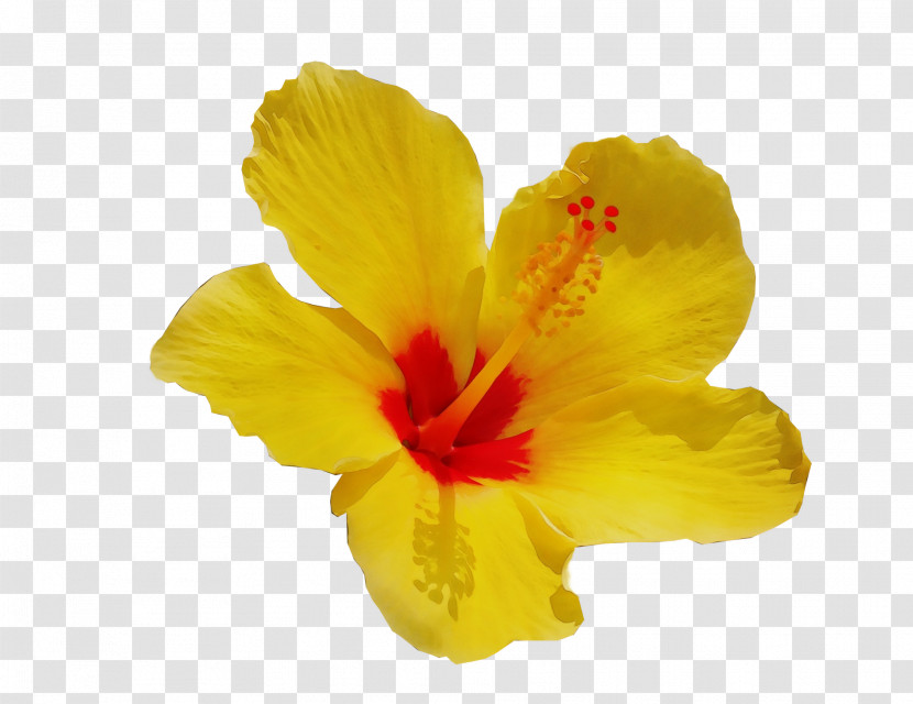 Hibiscus Mallows Herbaceous Plant Plant Yellow Transparent PNG