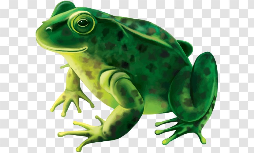 Frog Stock Photography Royalty-free - Tree Transparent PNG
