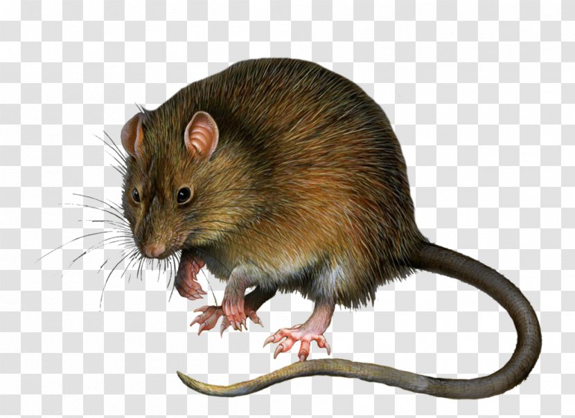 Rat Mouse Rodent Tissue - Infection - Mouse, Image Transparent PNG