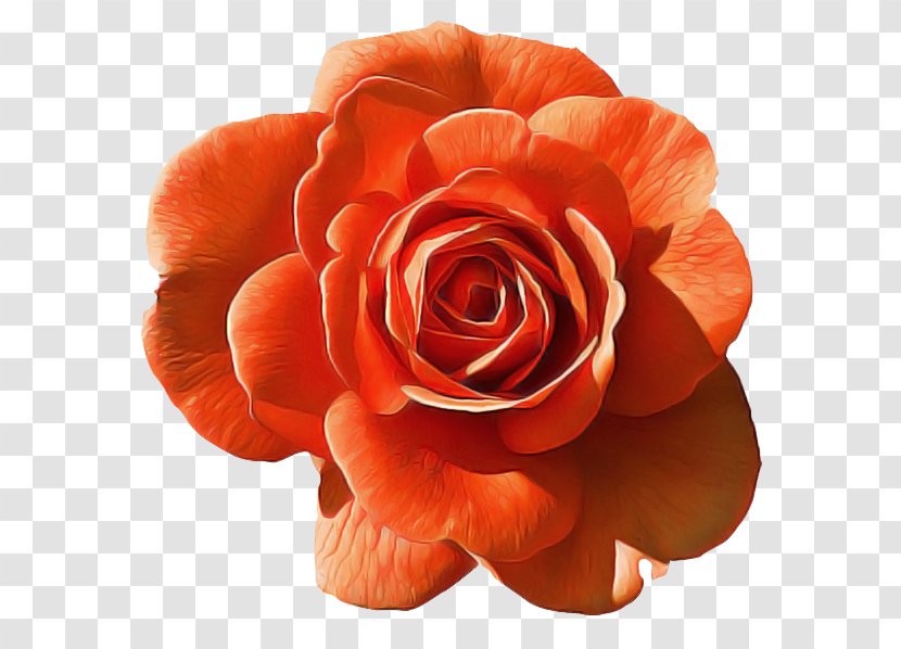 Garden Roses - Red - Rose Family Hybrid Tea Transparent PNG