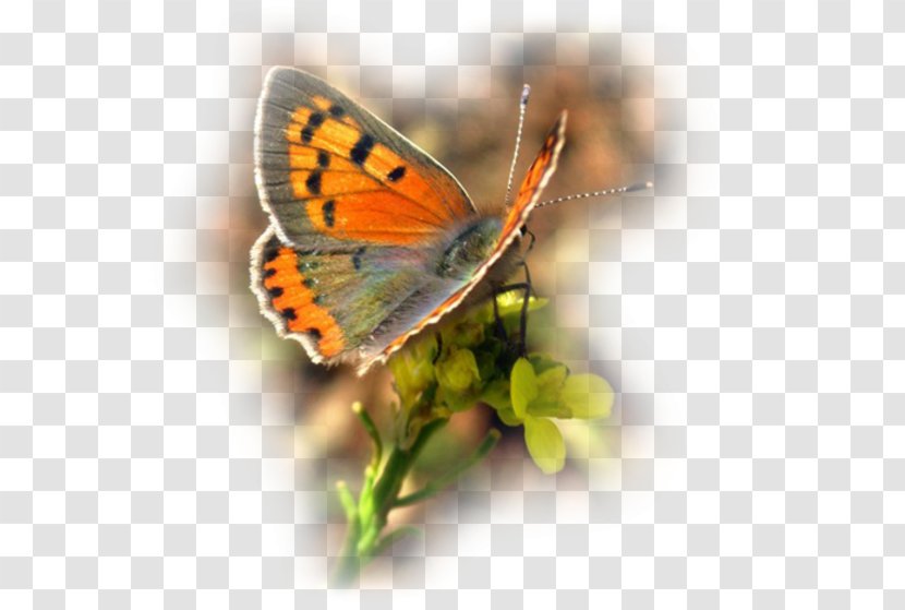 Clouded Yellows Brush-footed Butterflies Gossamer-winged Pieridae Butterfly - Brush Footed Transparent PNG