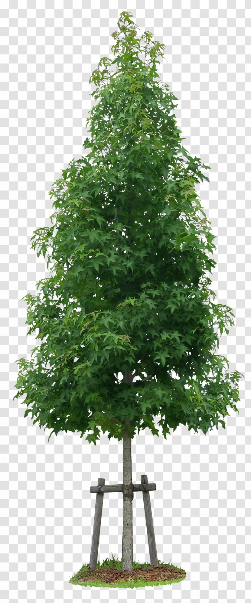 American Sweetgum Acer Ginnala Tree Liquidambar Formosana Shrub - Grass - Luxuriant Trees Transparent PNG