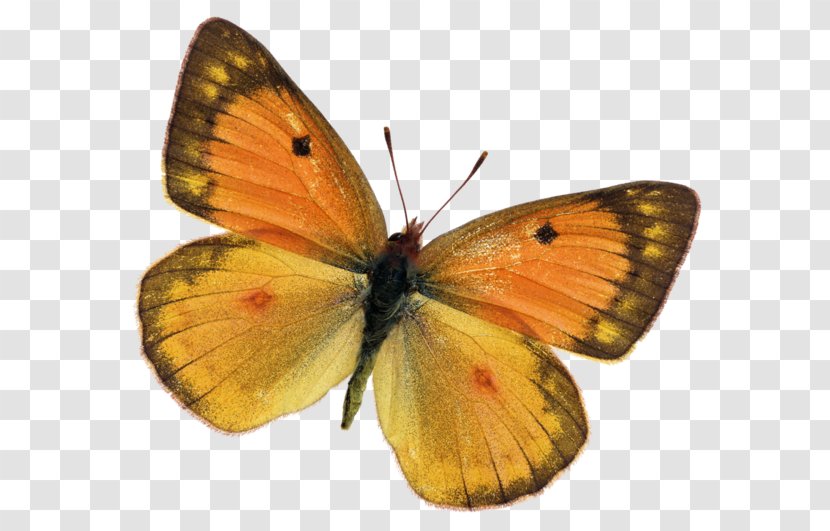 Monarch Butterfly Lycaenidae Moth Pieridae - Organism Transparent PNG