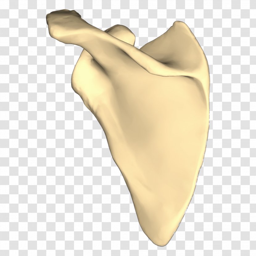 Scapula Anatomy Pelvis Human Skeleton Humerus - Tibia - Erector Spinae Muscles Transparent PNG