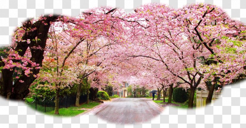 International Cherry Blossom Festival Cherries - Flora Transparent PNG