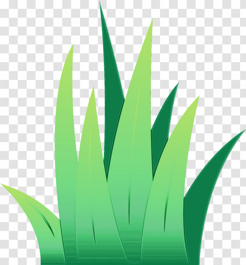 Green Leaf Grass Plant Grass Family Transparent PNG