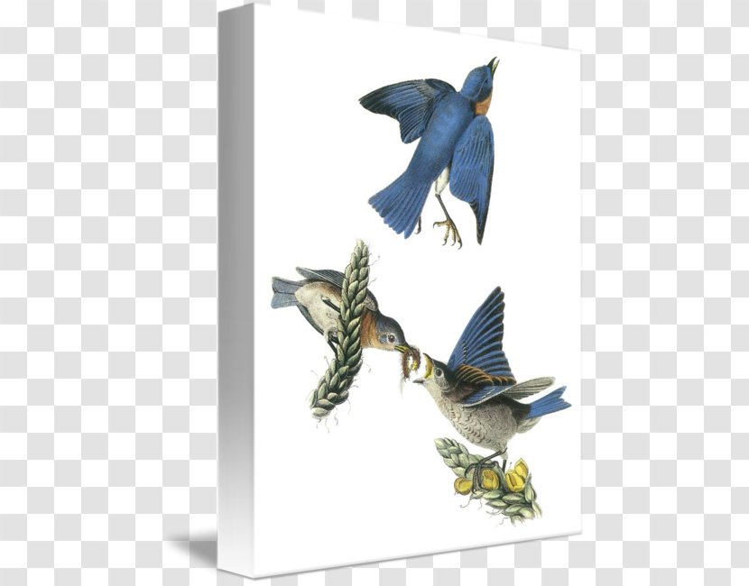 The Birds Of America Great Mullein National Audubon Society Eastern Bluebird Transparent PNG