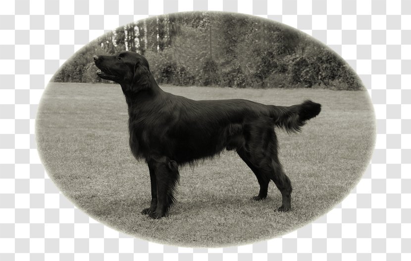 Flat-Coated Retriever Boykin Spaniel Labrador Newfoundland Dog Rare Breed (dog) - Coat Transparent PNG