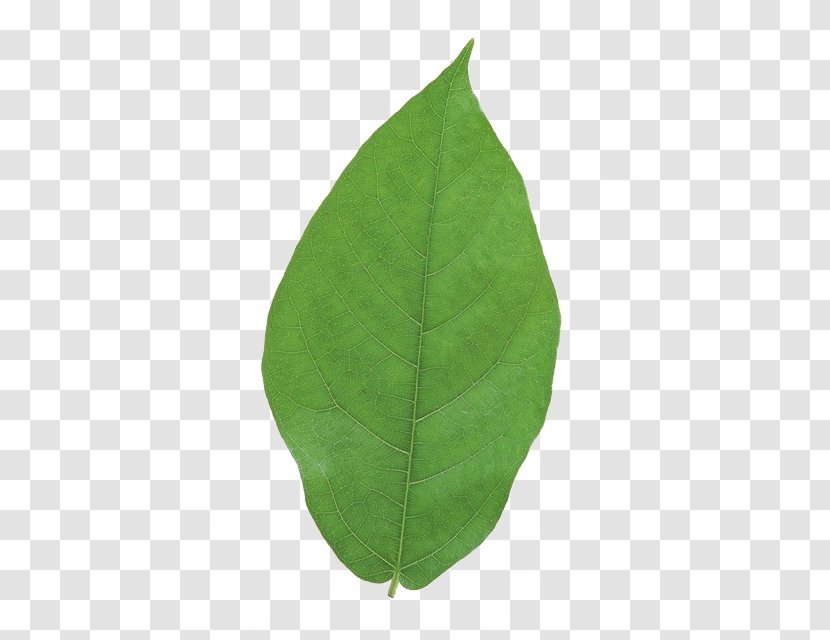 Leaf - Plant - Leaves Transparent PNG
