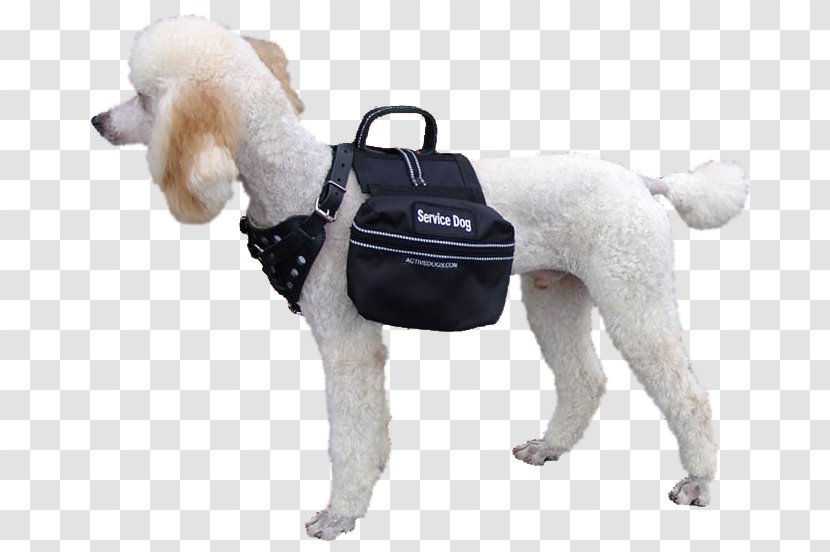 Poodle Puppy Dog Breed Service Working - Companion Transparent PNG