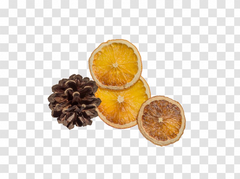 Orange Lemon Icon - Echinacea Transparent PNG