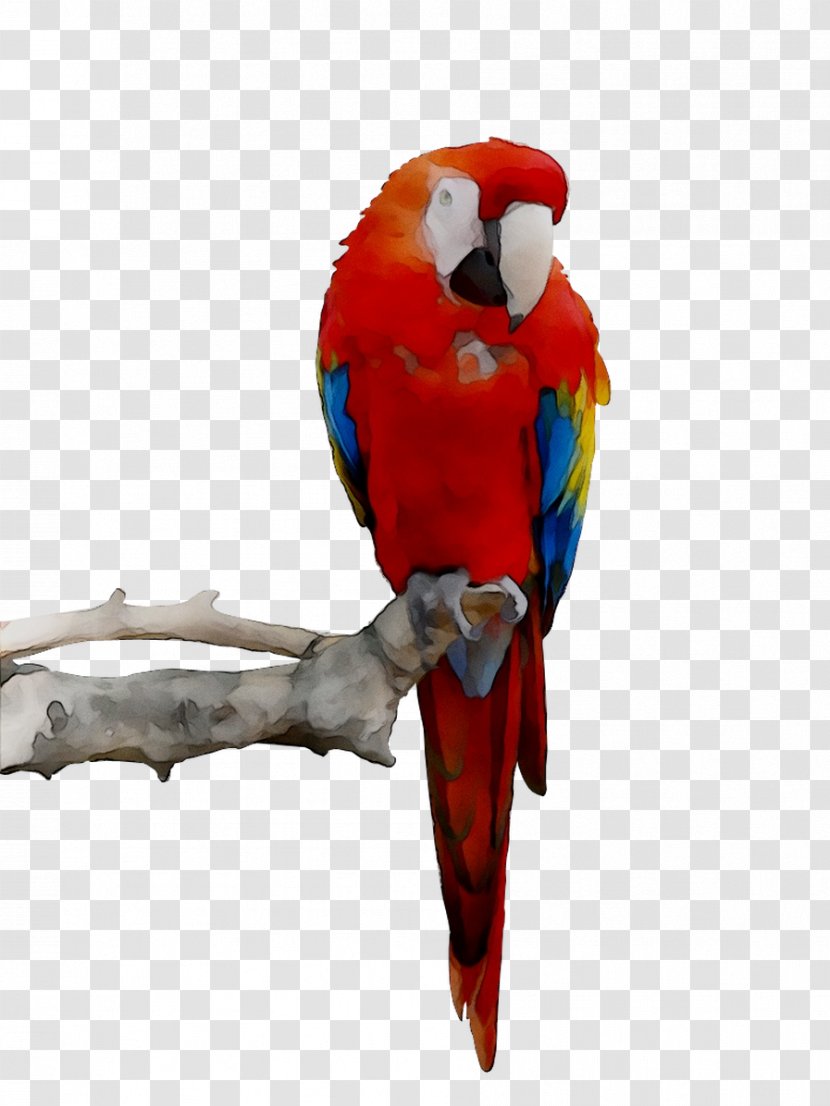 Budgerigar Parrot Toy Parakeet Bird - Budgie - Birdcage Transparent PNG