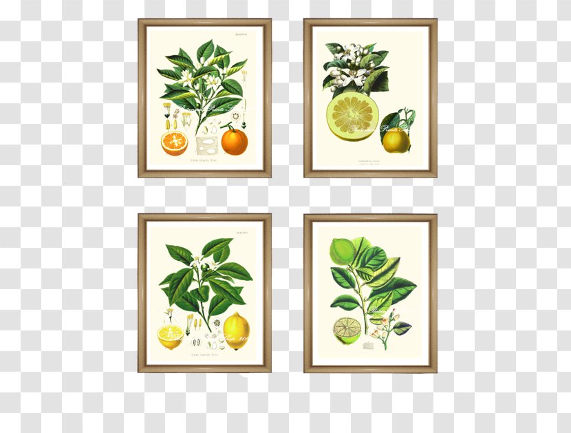 Paper Lemon Orange Lime Printing - Herbal - Watercolor Grapefruit Transparent PNG