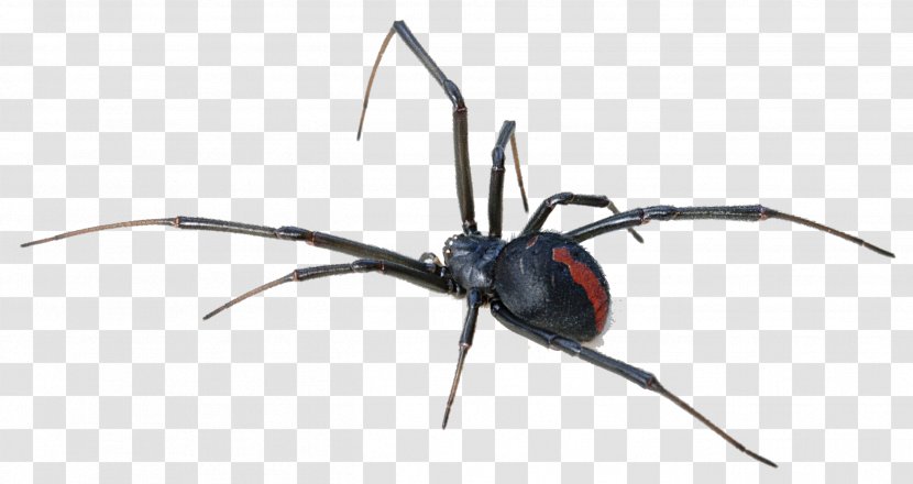 Australia Redback Spider Bite Venom - Black Widow Transparent Background Transparent PNG