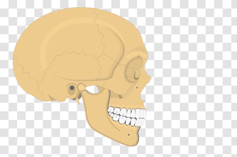 Skull Human Skeleton Axial Anatomy Zygomatic Bone - Diagram Transparent PNG