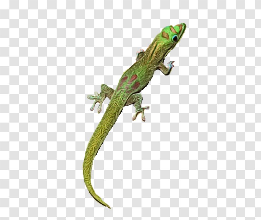 Green Wall - Agamid Lizards - Iguana Iguania Transparent PNG