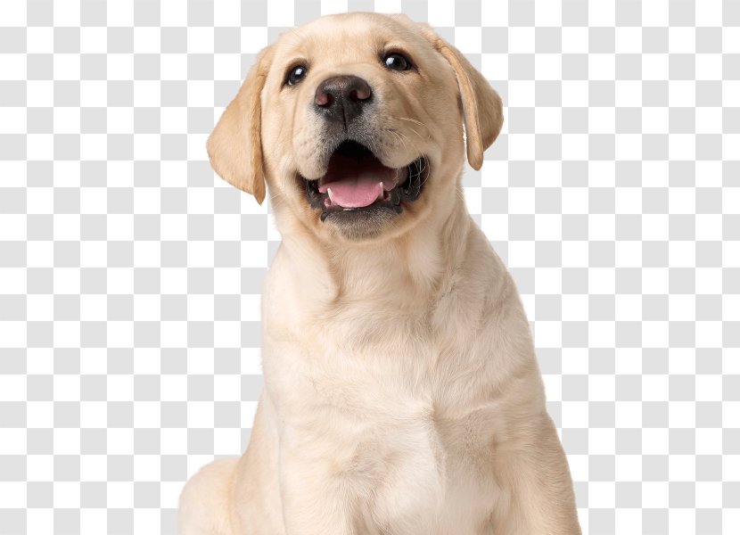 Labrador Retriever Golden Puppy Dog Breed Companion Transparent PNG