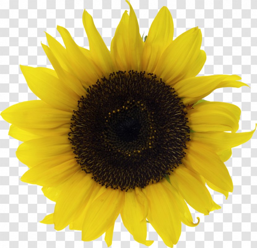 Common Sunflower Stock Photography Seed Clip Art Transparent PNG