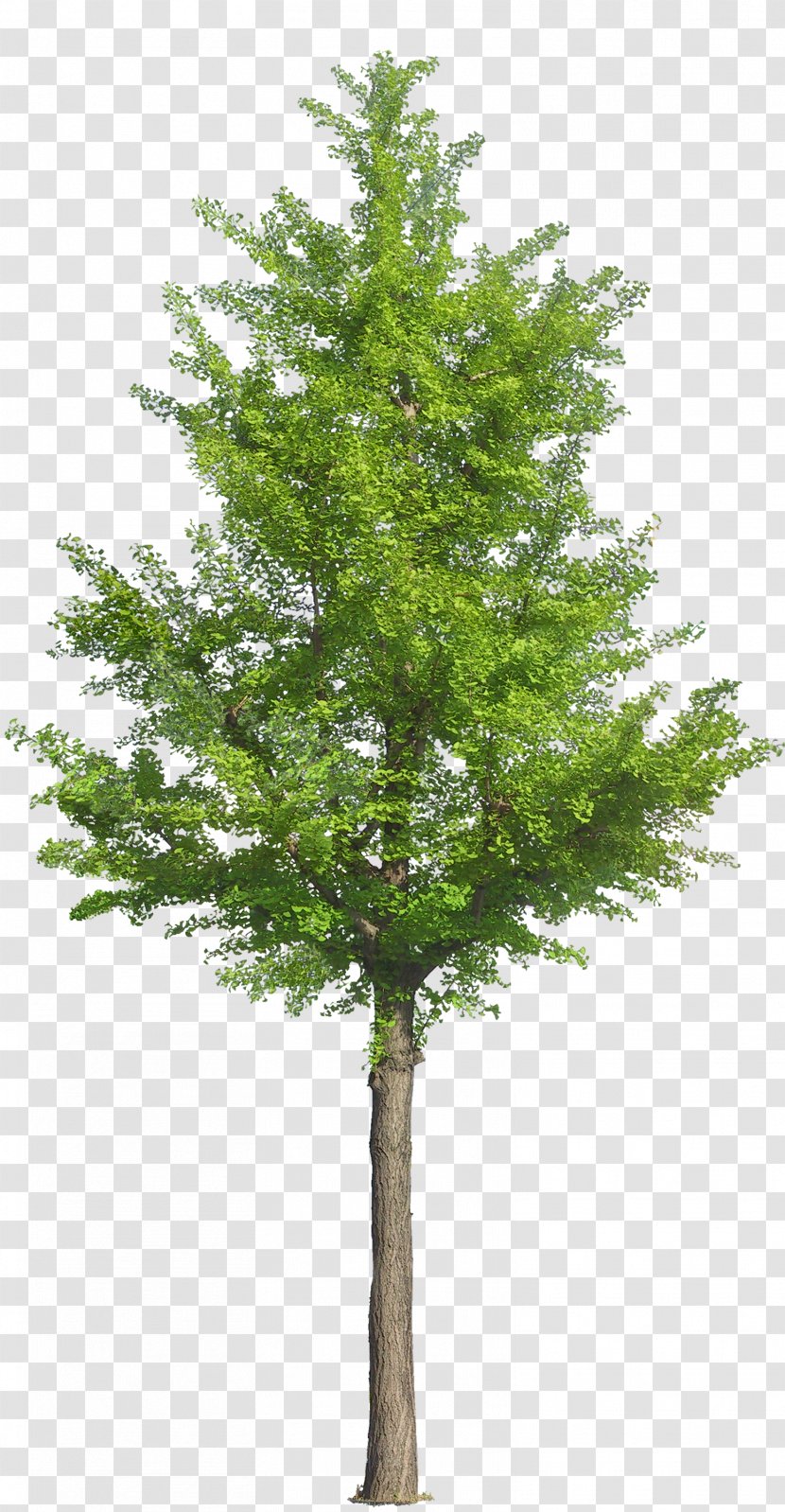 Tree Drawing Landscape Landscaping - Larch - Fir-tree Transparent PNG