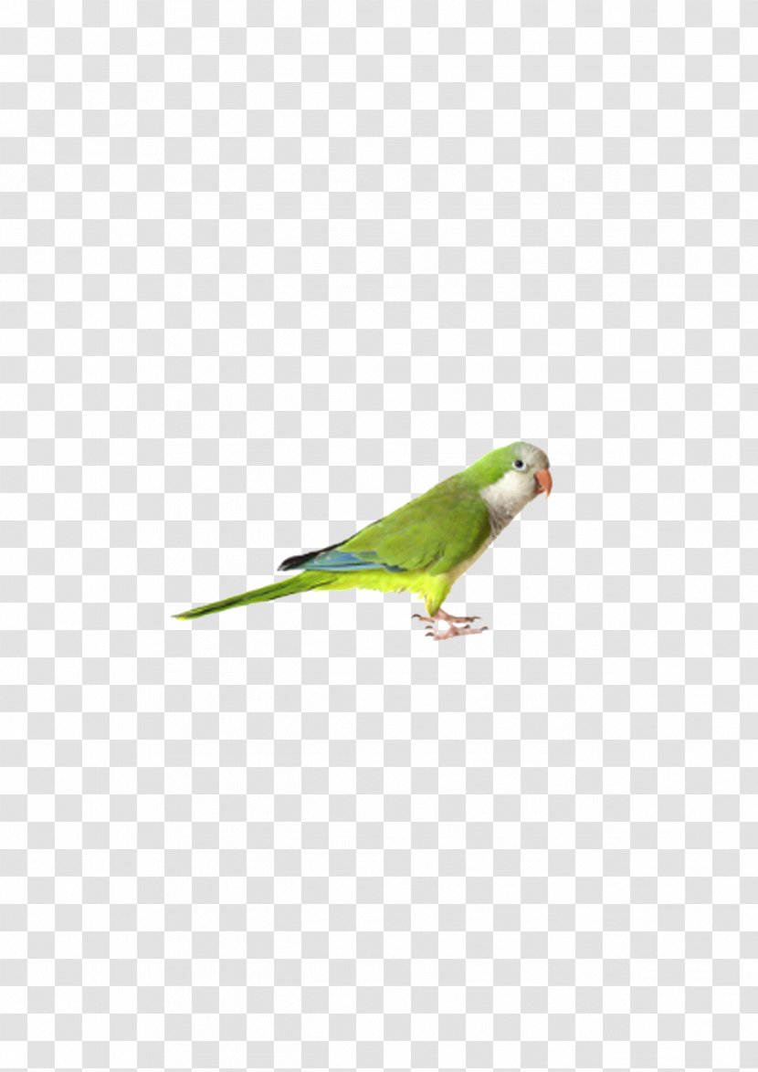Budgerigar Parrot Bird Cockatiel Finch - Wing Transparent PNG