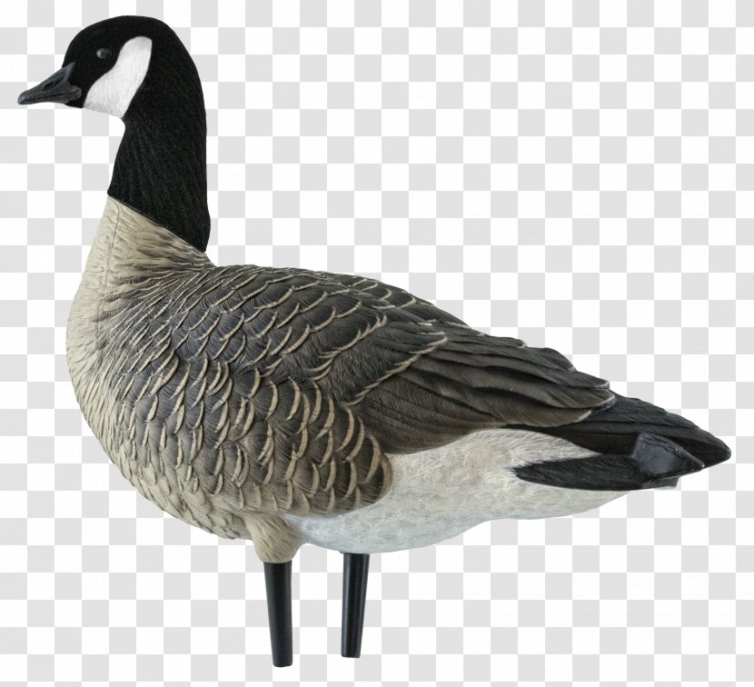 Canada Goose Duck Decoy - Beak Transparent PNG