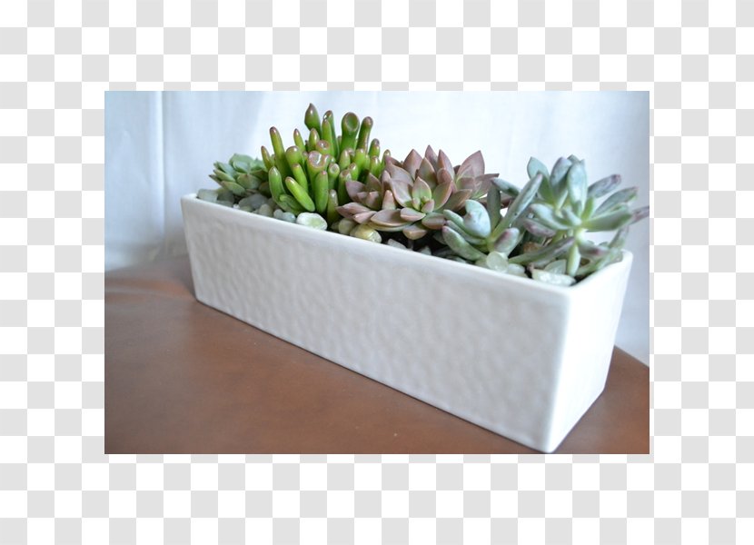 Succulent Plant Flowerpot Garden Terrarium - Wall - Suculent Transparent PNG