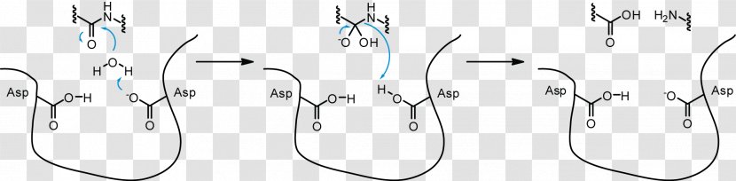 Aspartic Protease Acid Proteolysis Active Site - Cartoon - Enzyme Transparent PNG