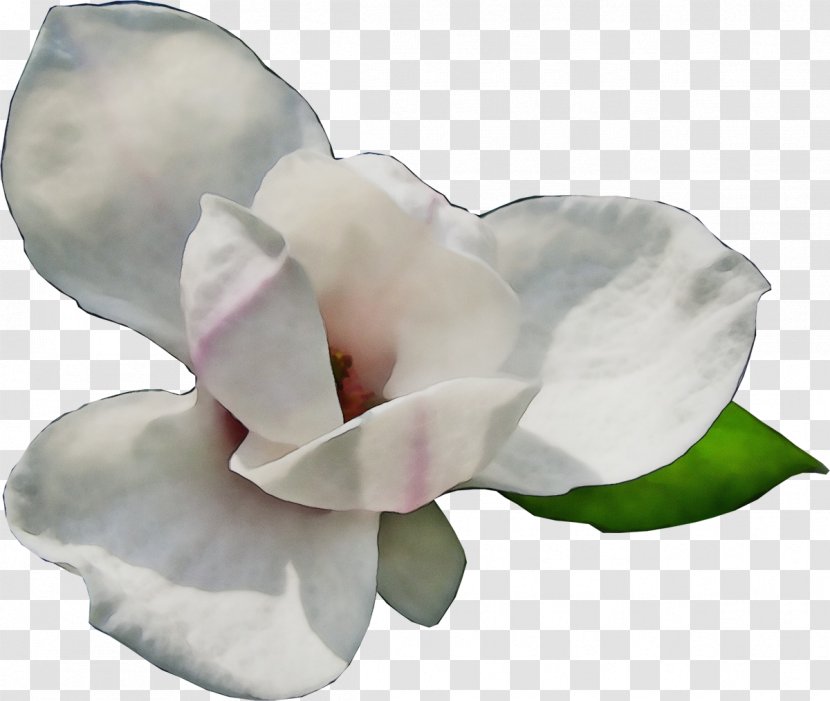 White Petal Flower Pink Plant - Cut Flowers Magnolia Family Transparent PNG