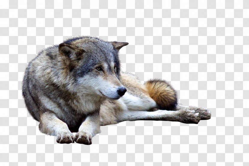 Saarloos Wolfdog Coyote Deer Animal Canidae - Snout - Wolf Transparent PNG