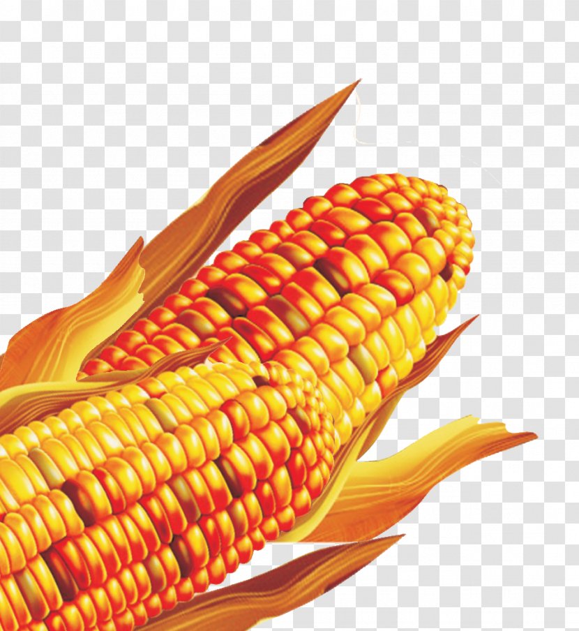 Corn On The Cob Maize Download - Cornmeal Transparent PNG