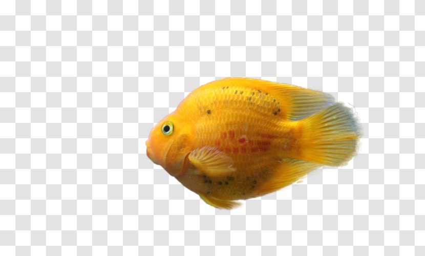 Goldfish Feeder Fish Painting - Orange Transparent PNG