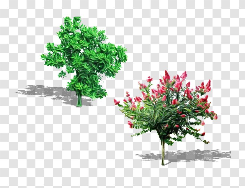 Plant Flower Tree Grass Flowering - Leaf - Branch Transparent PNG