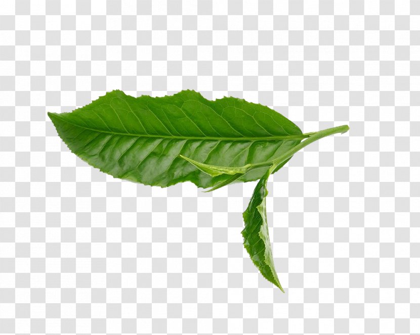 Green Tea Leaf White - Leaves Transparent PNG