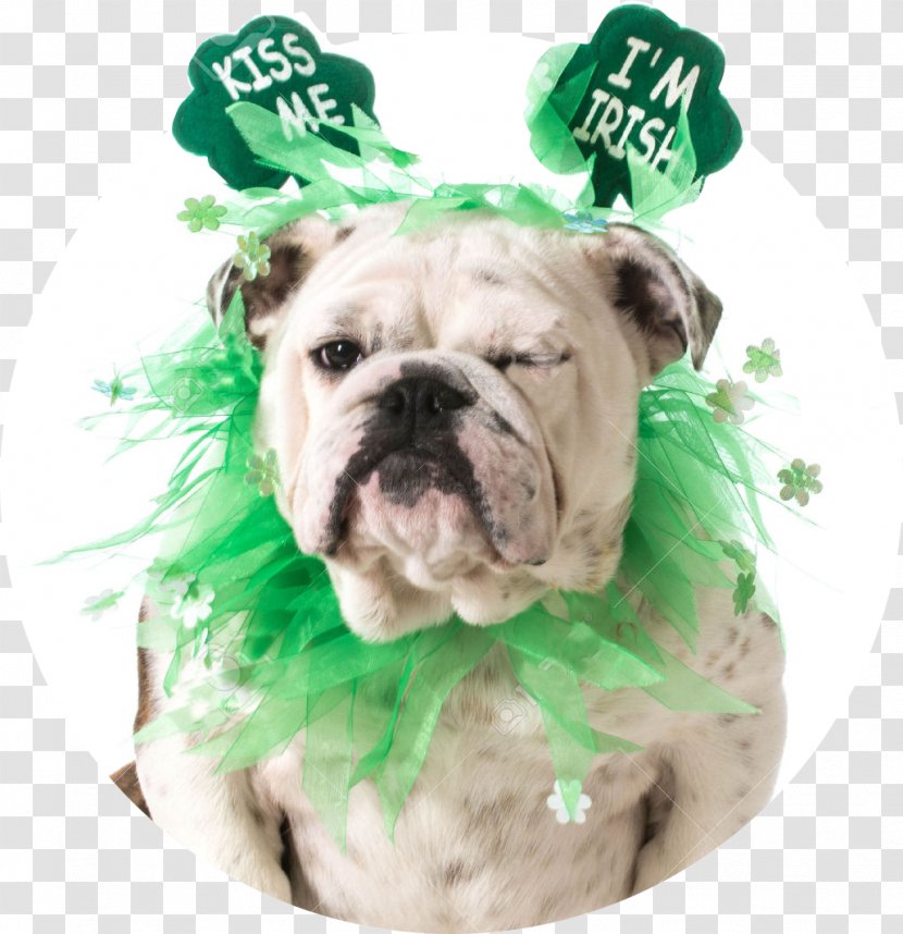 Toy Bulldog Dorset Olde Tyme Bulldogge English Dog Breed - Saint Patrick's Day Transparent PNG