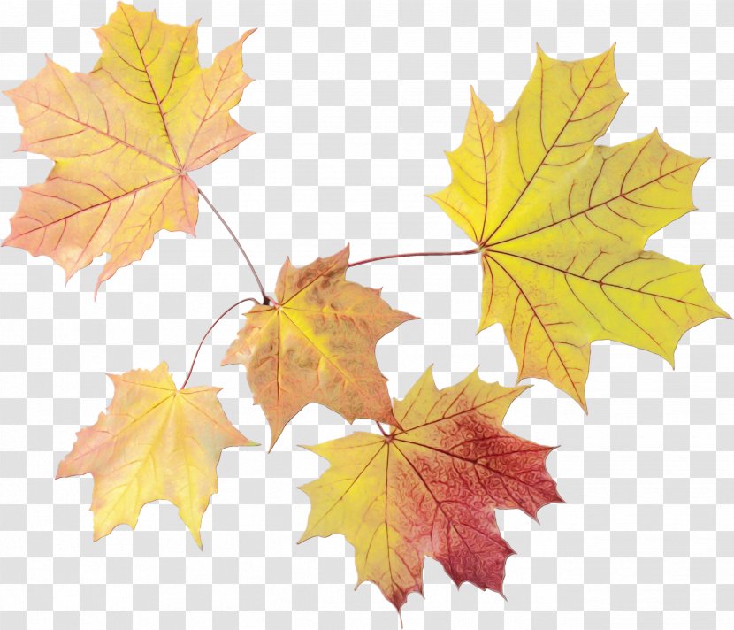 Autumn Leaves Background - Leaf - Ivy Silver Maple Transparent PNG