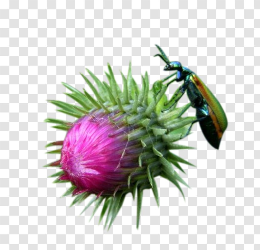 Milk Thistle Insect - Grass Buds And Picture Material Transparent PNG