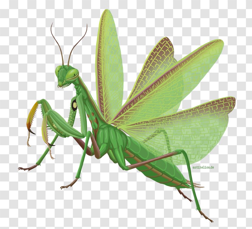 European Mantis Insect Infographic Locust - At Transparent PNG