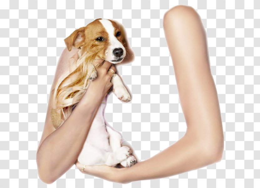 Dog Breed Puppy Companion Snout Transparent PNG