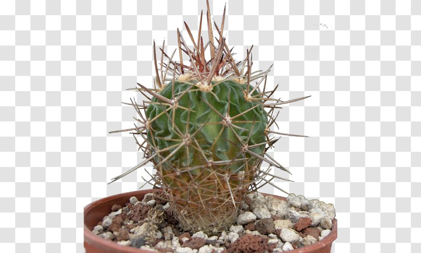 San Pedro Cactus Triangle Prickly Pear Flowerpot Cactaceae - Hedgehog Transparent PNG