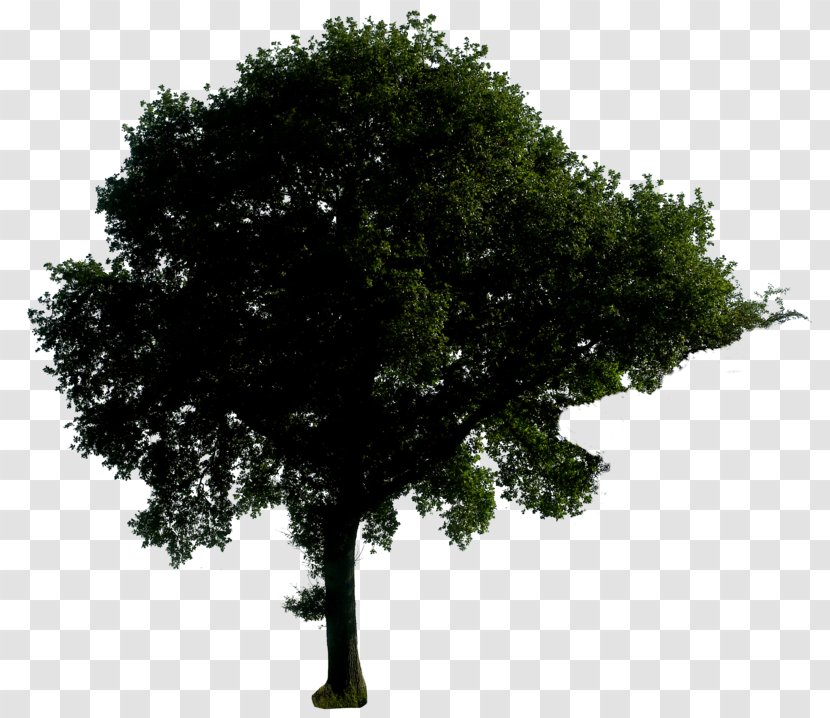 Tree Oak - Evergreen - Trees Transparent PNG