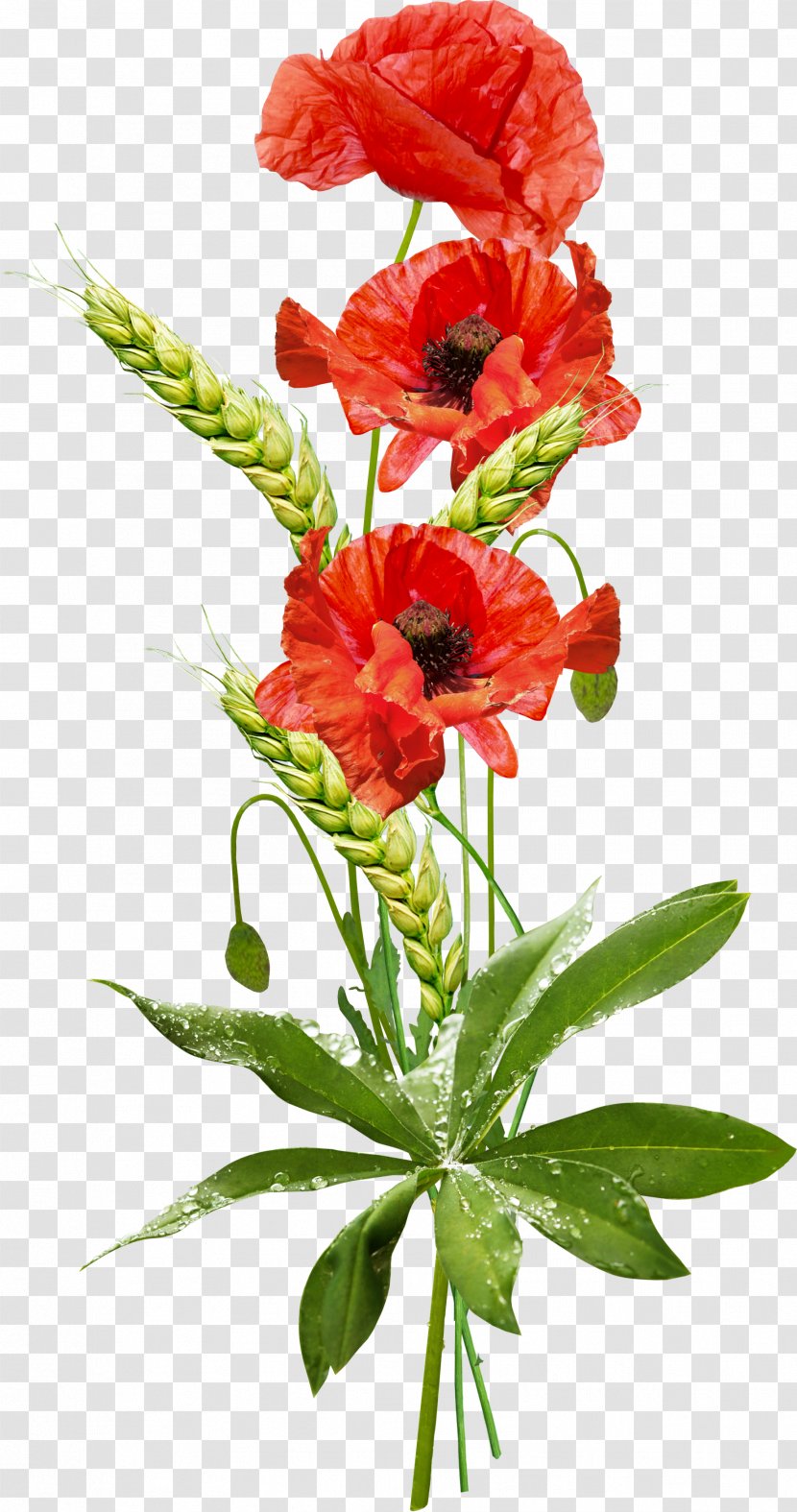 Clip Art Poppy Desktop Wallpaper Image - Cut Flowers - Flanders Field Poppies Transparent PNG