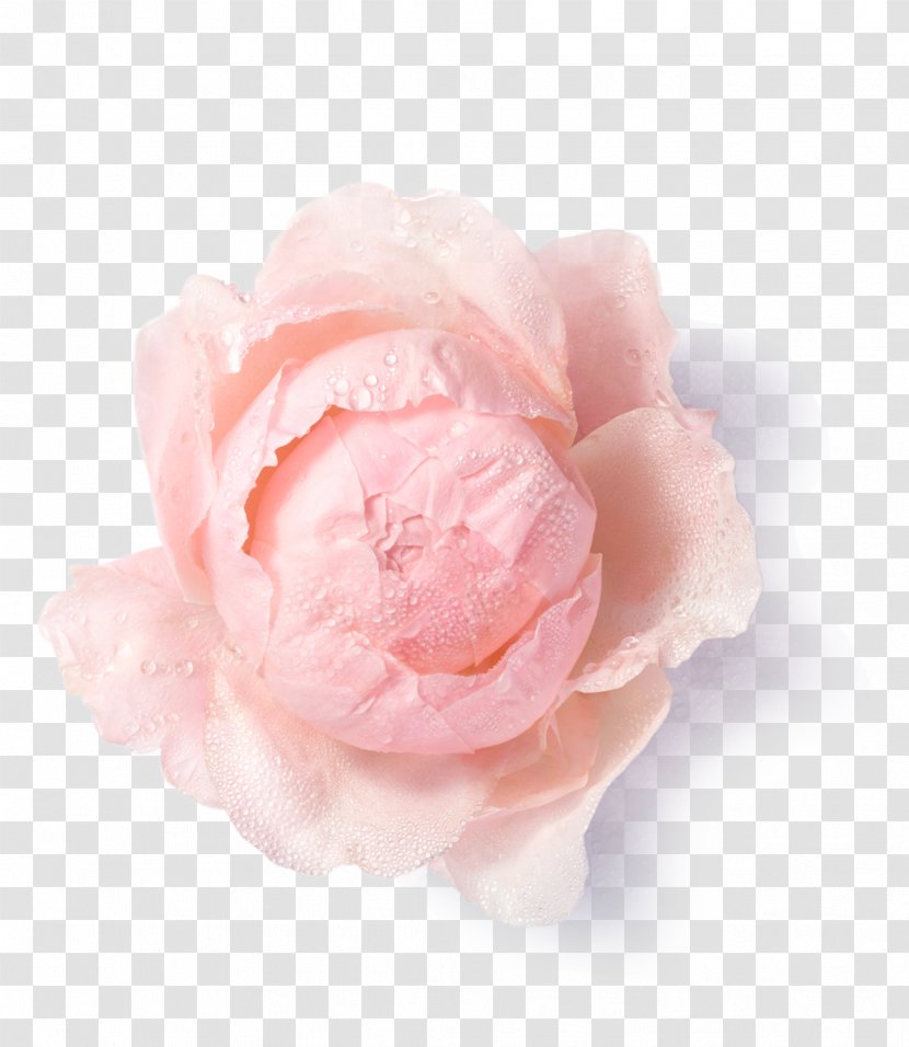 Garden Roses Cabbage Rose Floribunda Guerlain Volunteering - Rosa Centifolia - Pink Transparent PNG