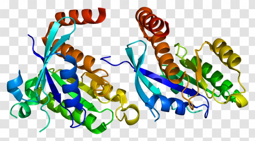 G Protein Gene RAP2A GEM - Cartoon - Heart Transparent PNG
