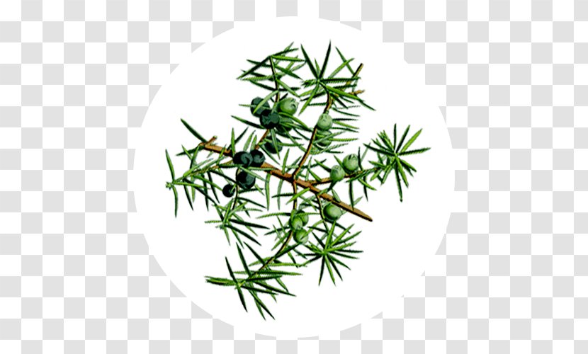 Common Juniper Provence Networks Florame Essential Oil - Grass - Berries Transparent PNG