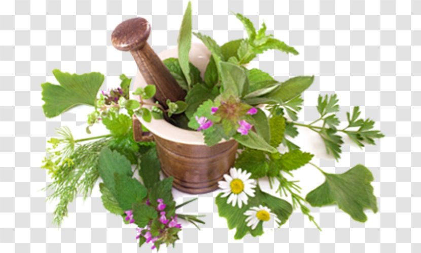 Ayurveda Herbs Medicinal Plants Medicine The Herbalist - Health - Plant Transparent PNG