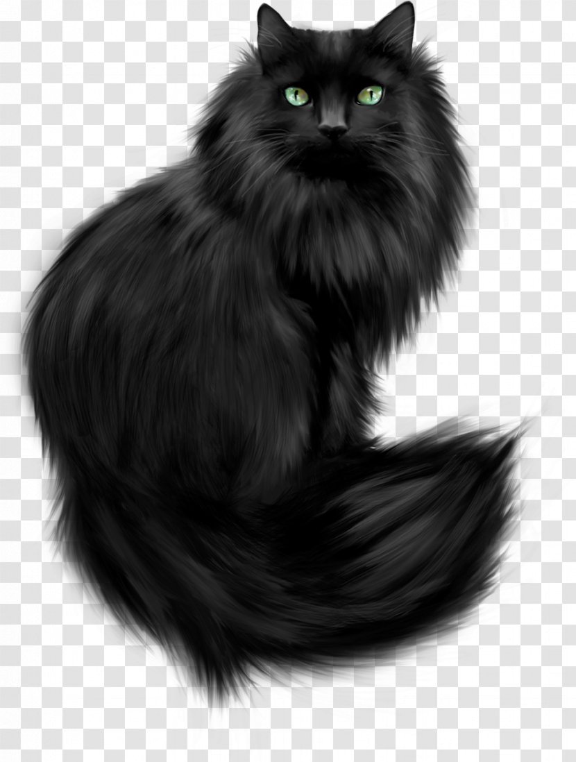 Kitten Maine Coon Cat Training Black Clip Art - Persian - Cats Transparent PNG